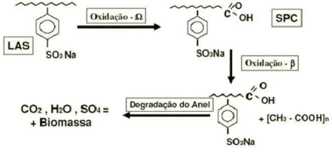 Figura 3.6 - Esquema da degradação aeróbia do LAS  Fonte: BONFIM (2006) 