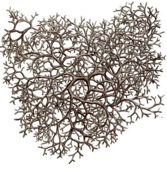 Figura 9:  Rizoma 