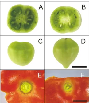Figura 4 - Alterações fenotípicas no fruto oriundas da introgressão do alelo mutado ovate (B, D e F) e  o controle MT (A, C e E)