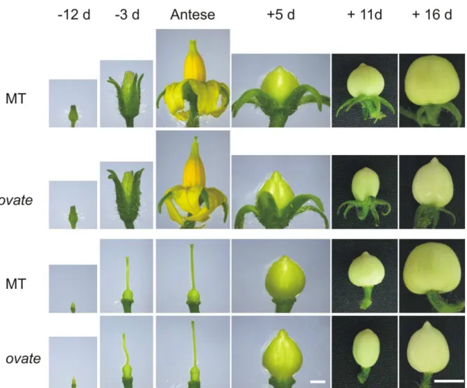 Figura 8 - Desenvolvimento da flor, ovário e fruto de Micro-Tom (MT) e ovate. A escala presente nas  imagens  de  fundo  azulado  corresponde  a  2  mm,  enquanto  nas  imagens  de  fundo  preto  corresponde a 1 cm