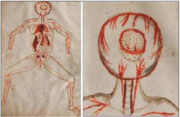 Figura 6 - Desenho medieval ilustrando o cérebro e vasos sanguíneos de autor desconhecido (1250)