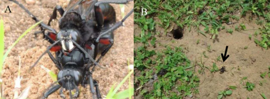 Figura  12.  A  Cópula  da  vespa-caçadora  registrada  em  novembro  de  2012  em  Cananéia
