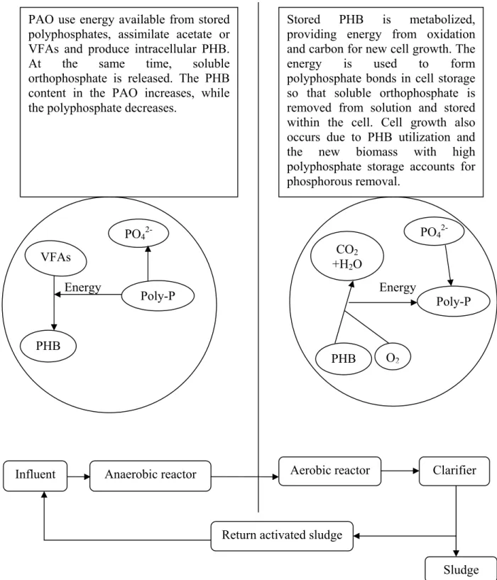 Figure  2:  The  process  and  configuration  of  a  typical  reactor  for  enhanced  biological  phosphorous removal 