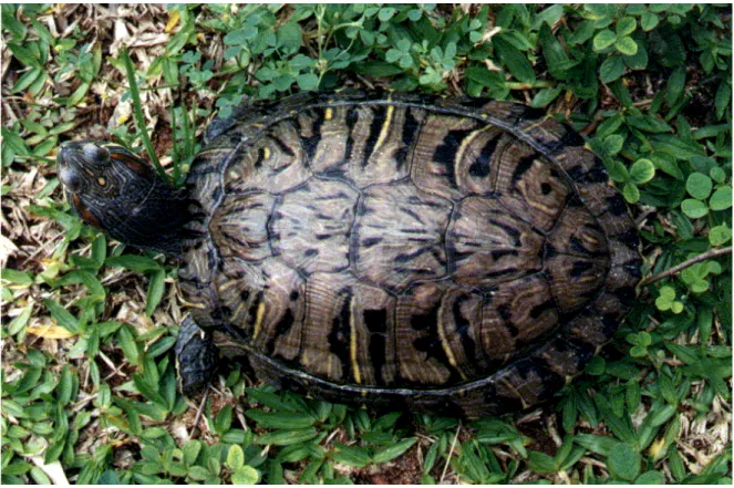 Figura 1 – Tartaruga da espécie Trachemys scripta elegans. 