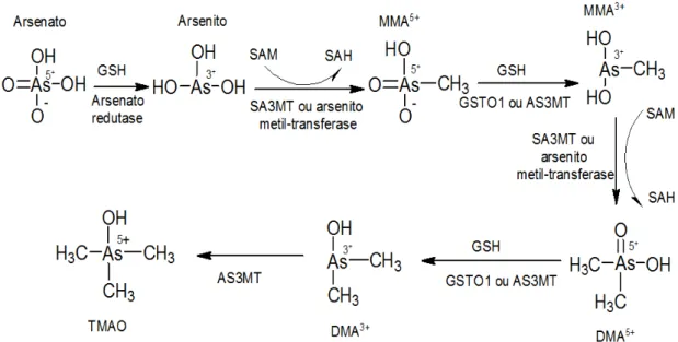Figura 1: Metabolismo do arsênio no ser humano. GSH: glutationa; AS3MT: arsênio  metiltransferase (Cyt 19); SAM: S-adenosil metionina; SAH: S–adenosil homocisteína; 
