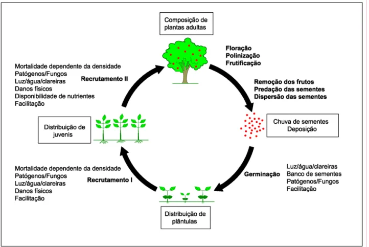 Figura 1. Ciclo da regeneração natural de uma floresta com suas respectivas etapas e processos