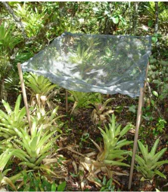 Figura 1. Coletor de sementes instalado na Floresta de Restinga Baixa na Ilha do Cardoso, Cananéia, SP