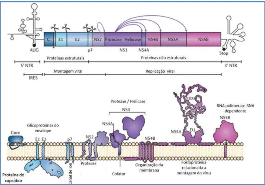 Figura  1:  Organização  do  genoma  do  vírus  da  Hepatite  CA  poliproteína codificada  é  clivada  por  proteases  celulares  (tesouras)  e  virais  (setas),  originando  as  proteínas  estruturais  e  proteínas  não  estruturais