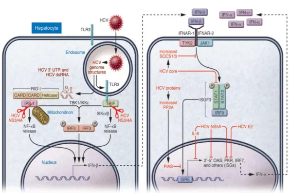 Figura  2:  Resposta  imune  inata  e  o  HCV.  (A)  Os  hepatócitos  reconhecem  o  RNA  viral  através  dos  receptores  TLR3  e  RIG-I,  estes  receptores  ativam  uma  cascata  de  sinalizações  através  de  moléculas  adaptadoras  como,  por  exemplo,