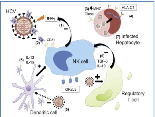 Figura  3:  Modulação  da  resposta  imune  inata  durante  a  infecção  pelo  vírus  da  Hepatite C