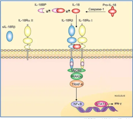 Figura  4:  Via  de  sinalização  da  IL-18.  A  pró-IL18  é  clivada  pela  caspase1,  dando  origem  a  IL-18  ativa,  esta  interleucina  pode  ser  regulada  pela  proteína  de  ligação  (IL18BP) que se liga a IL-18 com alta afinidade e inibe a sua fun