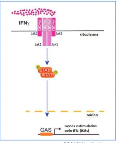 Figura 5: Via de sinalização do IFN- . Após a ligação do IFN-  com os seus receptores  de  superfície  (IFNGR1  e  IFNGR2)  ocorre  a  ativação  da  JAK1  e  JAK2,  dando  inicio  ao  processo  de  fosforilação  destas  duas  proteínas  e  a  fosforilação 