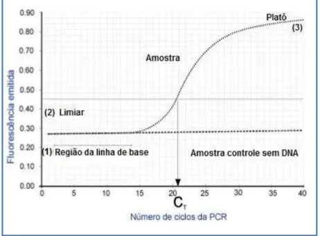 Figura 6: Curva de amplificação do PCR em tempo real..  A curva de  amplificação  nos  mostra  três  fases  distintas  (1)  linha  basal  também  denominada  de baseline,  nesta  fase  não há amplificação de produtos da PCR  suficiente para detectar a fluo