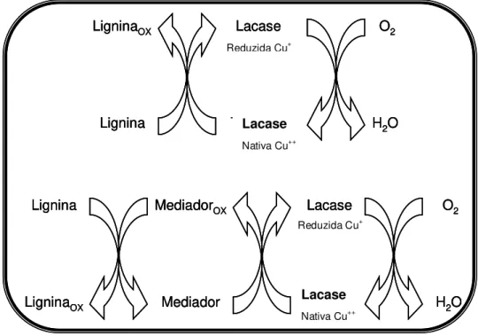 Figura 4. Ciclo catalítico de Lacs (modificado de BREN; SINGLETON, 1999). 