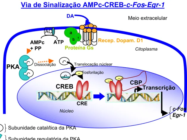 Figura 3. Resumo esquemático da sinalização intracelular envolvendo a via de sinalização do AMPc- AMPc-CREB-c-Fos-Egr-1