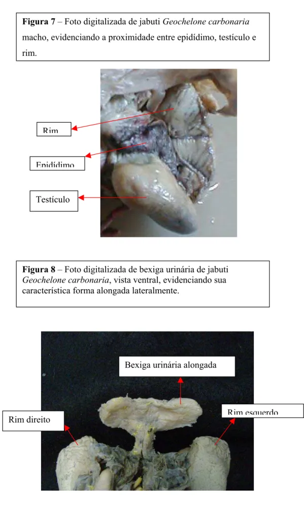 Figura 8 – Foto digitalizada de bexiga urinária de jabuti  Geochelone carbonaria, vista ventral, evidenciando sua  característica forma alongada lateralmente