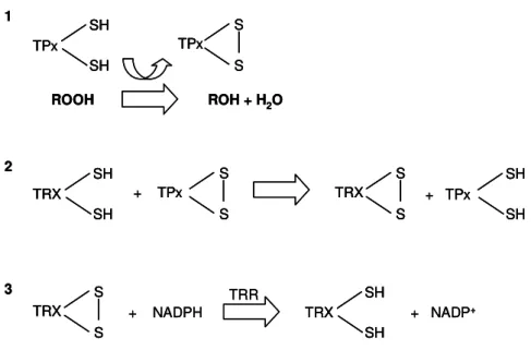 Figura  5:  Modelo  do  ciclo  catalítico  das  TPx  -  Sistema  Tiorredoxina/Tiorredoxina  Redutase