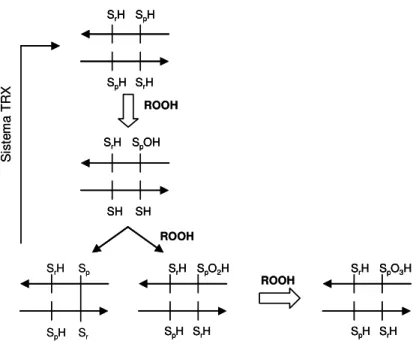 Figura  8.  Modelo  de  inativação  de  Prxs  do  tipo  2-Cys  típicas  por  altas  doses  de  peróxido