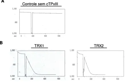 Figura 11. Ensaios de atividade de Ahp1 com o sistema Tiorredoxina. A) Oxidação espontânea de NADPH  na reação em que  não  foi adicionada  Ahp1 (340nm);  B)  Comparação da atividade de  Ahp1 com as diferentes  isoformas de Trx (1 e 2)