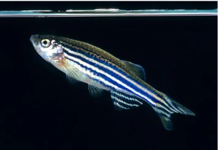 Figure 1 - Zebrafish (Danio rerio) (socmucimm.org, 2014). 