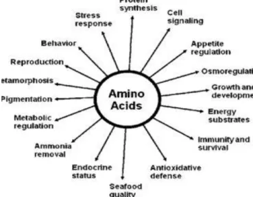 Figure 3 - Functions of amino acids in fish nutrition from Li et al. (2009). 