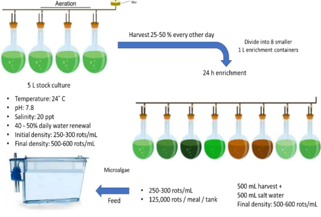 Figure 7 - General scheme of rotifer production and enrichment used in experiments. 
