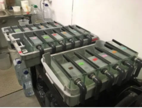 Figure 8 - 3 L larval rearing tanks set up in plastic bins with heater (not seen). 