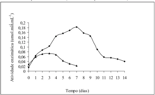 Gráfico 2 - Produção da enzima β-galactosidase, pelo fungo Penicillium sp. Ensaio a                      26 ºC, por 14 dias com adição de lactose e por 7 dias sem adição de lactose