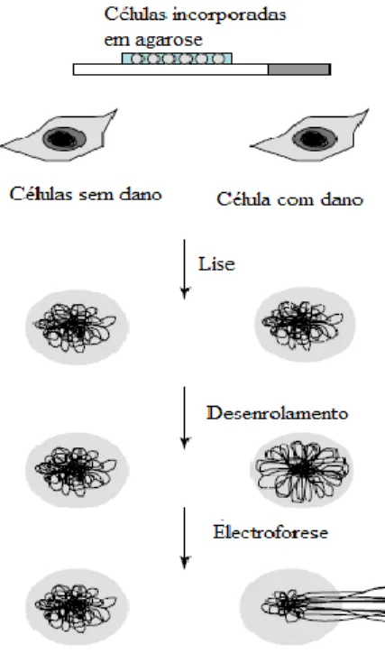 Figura 1. Esquema do ensaio padrão dos cometas (Azqueta e Collins, 2006). 