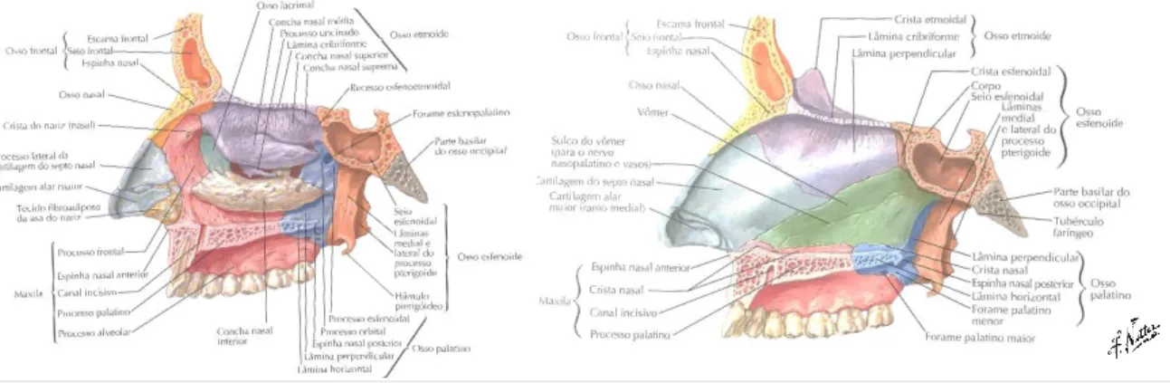 Figura 1: Anatomia das paredes externa e interna das fossas nasais, Netter (2011) Atlas da Anatomia Humana, 5ª Edição, Elsevier Editorial Lda 