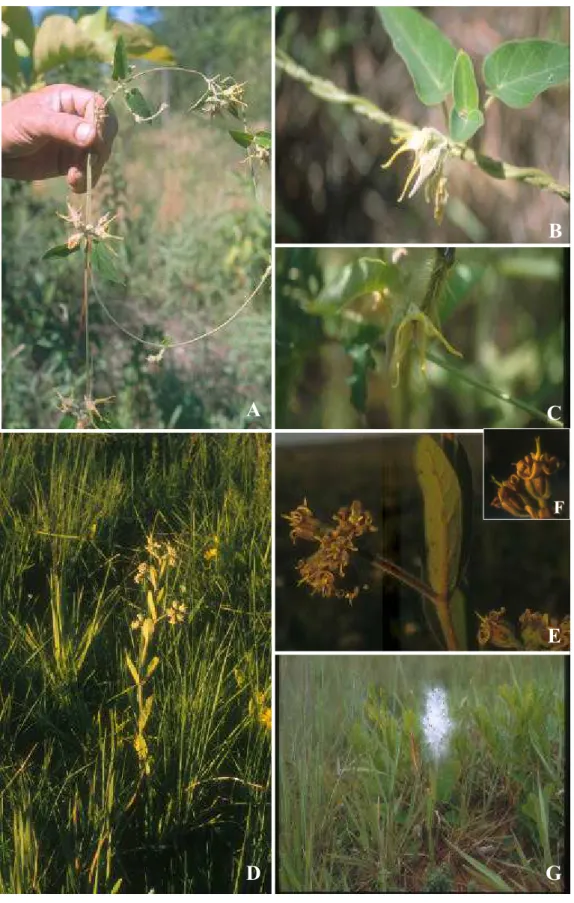 Figura 20. A-C. Oxypetalum appendiculatum Mart. A. Ramo em floração. B. Detalhe do ramo evidenciando inflorescência parcial pendente