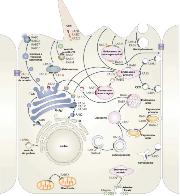 Figura  2.  Representação  esquemática  da  participação  das  proteínas  Rab  nas diversas etapas do tráfego intracelular