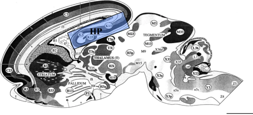 Figura  5.  Imagem  ilustrativado  encéfalo  de  rato  neonato  destacando  a  região  do  hipocampo,  dissecada  para  a  cultura  de  células  primária