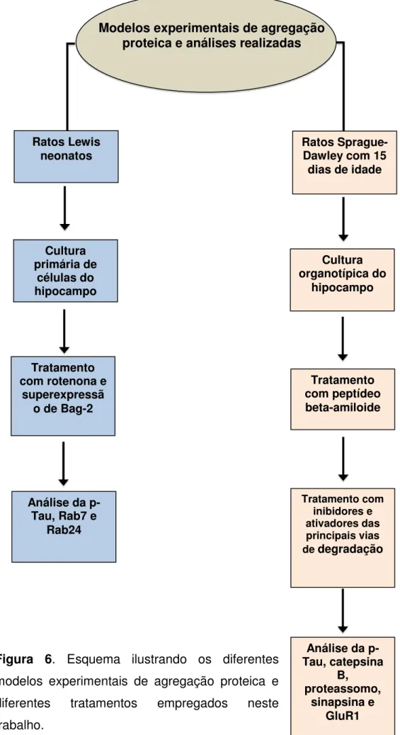 Figura  6.  Esquema  ilustrando  os  diferentes  Análise da p- p-Tau, catepsina  Tratamento com inibidores e ativadores das principais vias de degradação Análise da p-Tau, Rab7 e Rab24 Tratamento com rotenona e superexpressão de Bag-2 Tratamento com peptíd