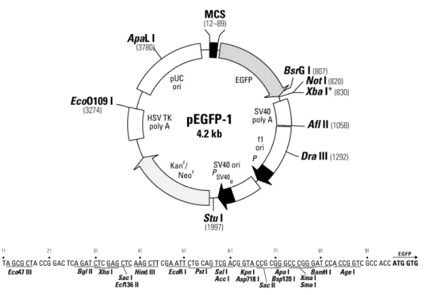 Figura 7: Esquema do vetor pEGFP-1 utilizado para clonar a sequência da  Bag2. Informações sobre o vetor no Gen Bank Accession (U55763), número  de  catálogo  (6084-1),  obtido  da  BD  Biosciences