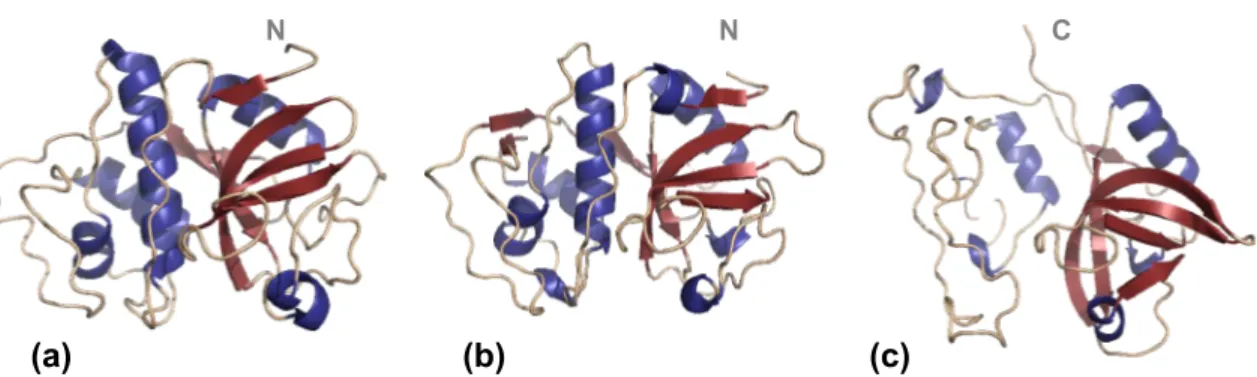 Figura 1.2: Representação em cartoon das estruturas de cisteíno proteases. (a) Papaina  (9PAP), (b) Cruzaina (2AIM), e (c) Propcathepsina B (3PBH)