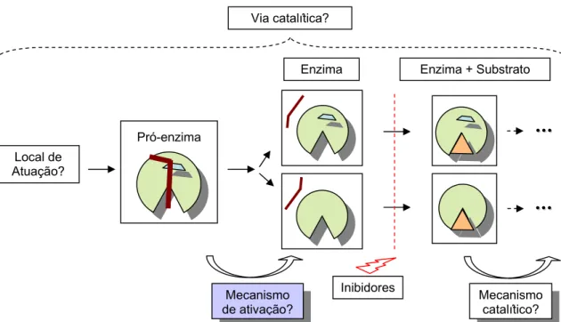 Figura 2.1: Esquema da via catalítica da Xylellaína, através deste esquema pretende-se  resumir os pontos relevantes para o entendimento do seu mecanismo