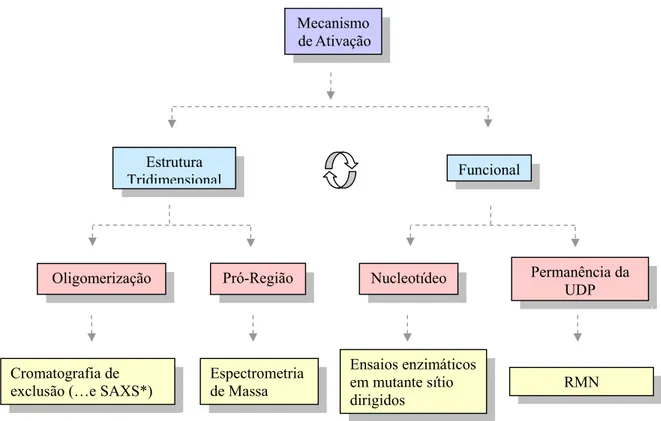 Figura 2.2: Esquema de estudos, resultados e experimentos realizados para o estudo  estrutural e funcional da Xylellaína