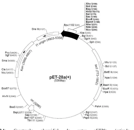 Figura 3.1: Construção plasmidial do vetor pET28a (retirado de  http://www.emdbiosciences.com/docs/docs/PROT/TB074.pdf) 