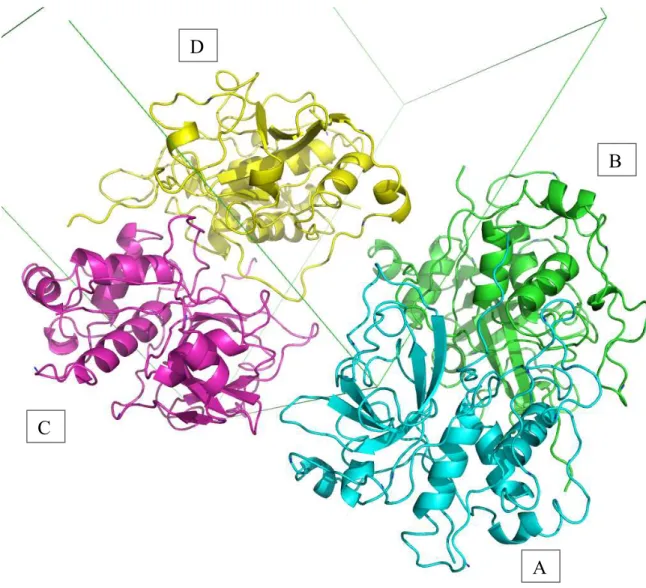 Figura 4.3: Representação de cartoons da estrutura cristalina tetramérica da Xylellaína e da  célula unitária em verde