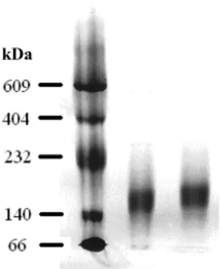 Figura 4.5: Gel Nativo – Xylellaína Nativa: (a) Sem adição de DTT (b) Com adição de DTT  