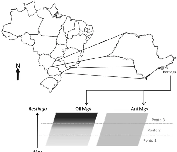 Figura 1 -  Esquema dos pontos de amostragem em cada manguezal avaliado, evidenciado a  cobertura da diversidade nos pontos próximos ao mar ou rio (ponto 1), no centro  do manguezal (Ponto 2) e também na área próxima ao continente (Ponto 3) 