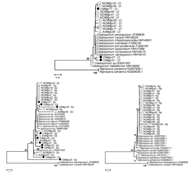 Figura 6 - Árvore filogenética das sequências afiliadas ao gênero Cladosporium (a), 