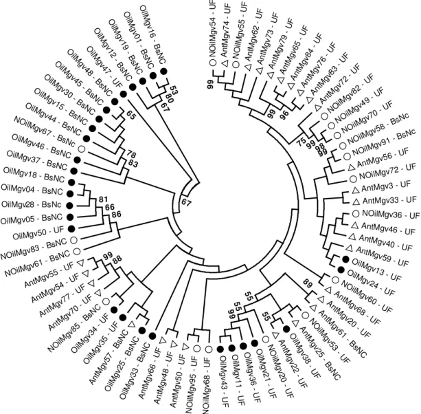 Figura 7 - Filogenia das sequências afiliadas com fungos não cultiváveis e o grupo  Basidiomycota não cultiváveis encontrados nos diferentes sedimentos de  manguezais 