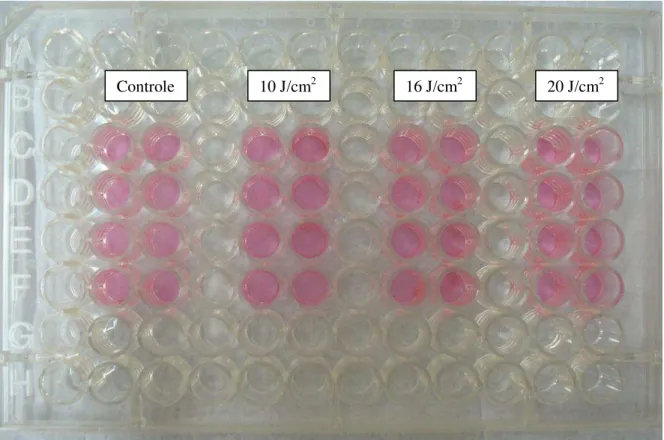 Figura 9: Distribuição dos grupos controle e irradiados na placa de cultura fundo chato de 96 orifícios 
