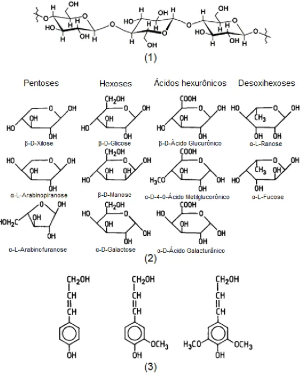 Figura  2.  Estruturas  químicas  da  (1)  celulose;  (2)  as  estruturas  das  polioses,  (3)  alcoóis  precursores da lignina  1  (continua) 