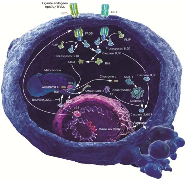 Figura  1.  Representação  das  vias  de  ativação  e  execução  da  apoptose  (Adaptado  de  Anderson, 2002)