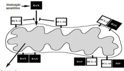 Figura 2. Representação da possível interação entre os membros  antiapoptóticos (branco)  e  pró-apoptóticos  (preto)  da  família  Bcl-2,  presente  na  membrana  externa  mitocondrial  (Adaptado de Vaskivuo, 2002)