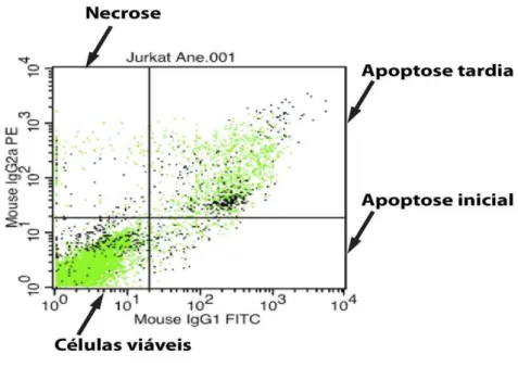 Figura 6: Esquema para visualização, quantificação dos processos apoptóticos por meio da  marcação com Anexina V FITC (AN)/ Iodeto de Propídeo (PI) em citometria de fluxo