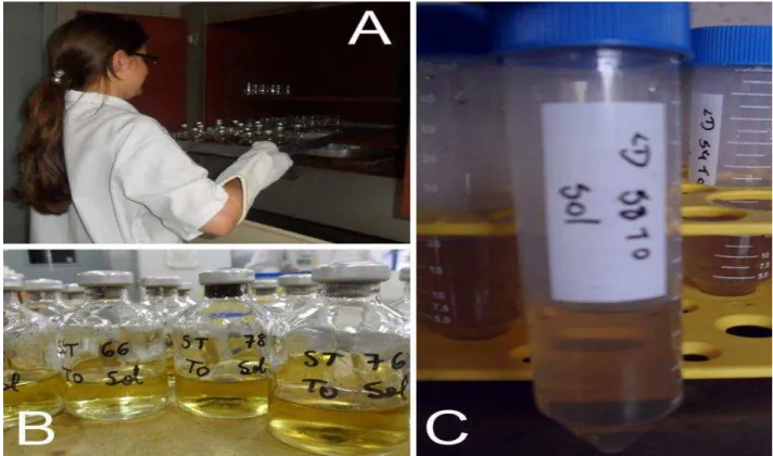 Figura 2  –    Etapas para determinação do colágeno. A) Amostras sendo colocadas na estufa para  hidrolise do colágeno; B) Amostras de colágeno total após hidrolise; C) Amostra de  colágeno solúvel após neutralização